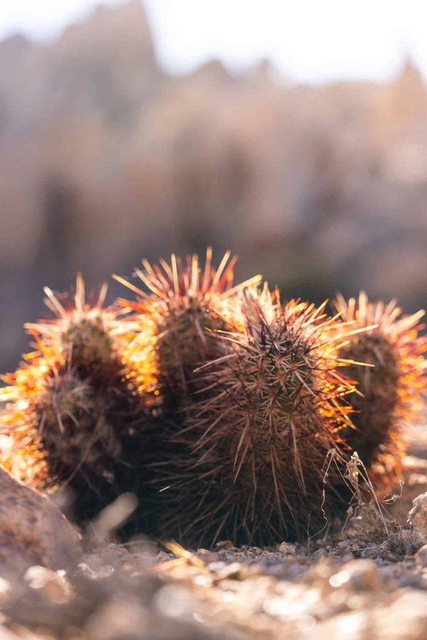 Quelles plantes choisir pour un jardin peu gourmand en eau ?